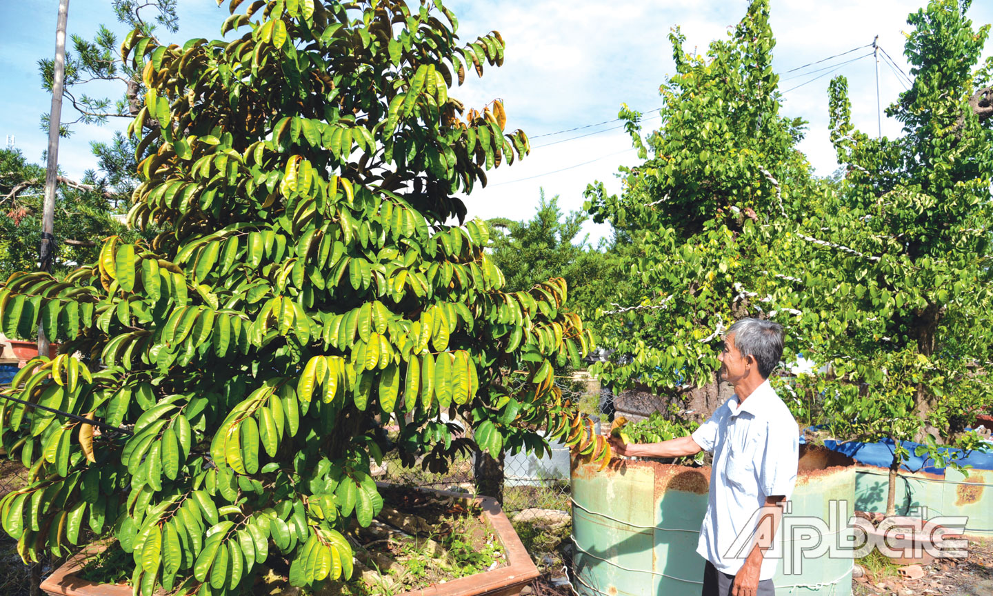 Vùng đất ở Tiền Giang nông dân biến cây ăn trái thành cây cảnh độc lạ giá tiền tỷ - Ảnh 3.