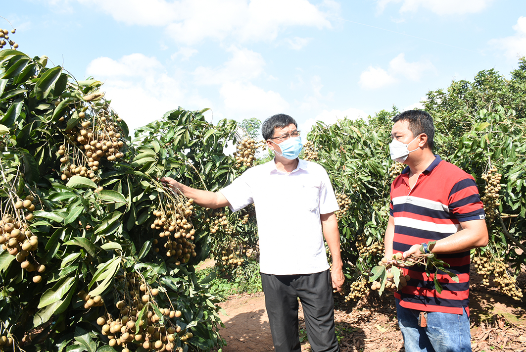 Trồng nhãn trái mùa, 10 cây sai quả cả 10, đã thế nông dân Bà Rịa-Vũng Tàu còn bán giá cao, 60.000-65.000 đồng/kg - Ảnh 1.