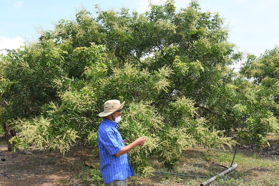 Trồng nhãn trái mùa, 10 cây sai quả cả 10, đã thế nông dân Bà Rịa-Vũng Tàu còn bán giá cao, 60.000-65.000 đồng/kg - Ảnh 2.