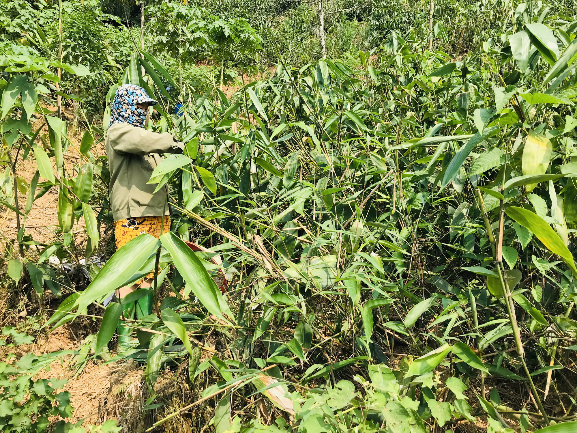 Tỷ phú Hà Giang trồng cây giang bán lá, nuôi gà thiến con nào cũng chắc nịch - Ảnh 1.