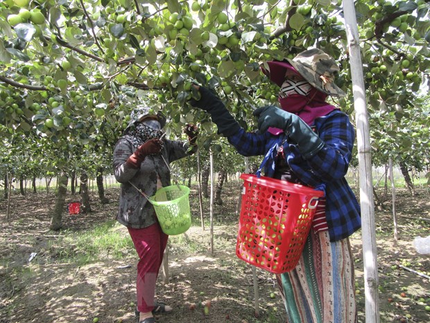 Giá táo tăng gấp đôi, nông dân Ninh Thuận khấp khởi vui mừng - Ảnh 1.