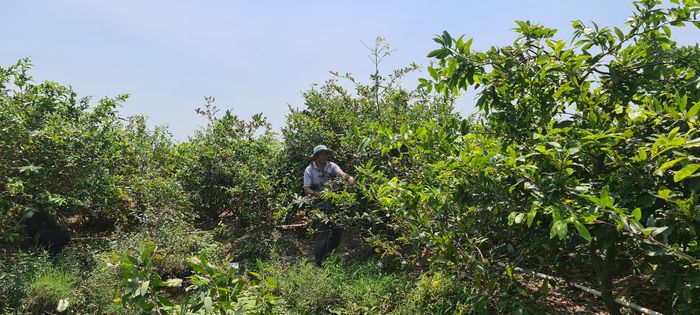 Giữa Đồng Tháp Mười trồng thứ cây cảnh gì mà thành làng tỷ phú của tỉnh Long An? - Ảnh 14.