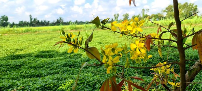 Giữa Đồng Tháp Mười trồng thứ cây cảnh gì mà thành làng tỷ phú của tỉnh Long An? - Ảnh 1.