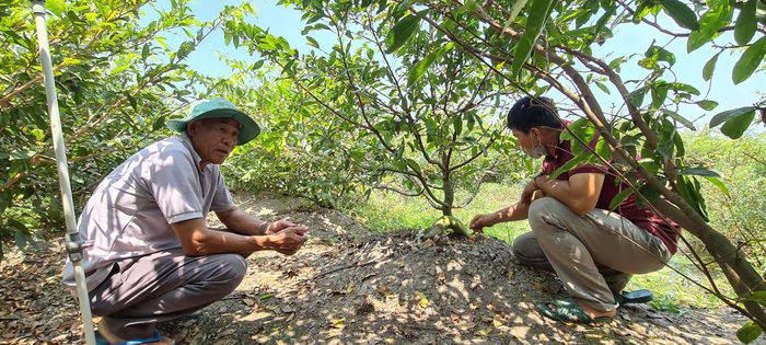 Giữa Đồng Tháp Mười trồng thứ cây cảnh gì mà thành làng tỷ phú của tỉnh Long An? - Ảnh 6.