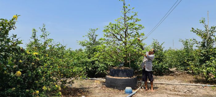 Giữa Đồng Tháp Mười trồng thứ cây cảnh gì mà thành làng tỷ phú của tỉnh Long An? - Ảnh 11.