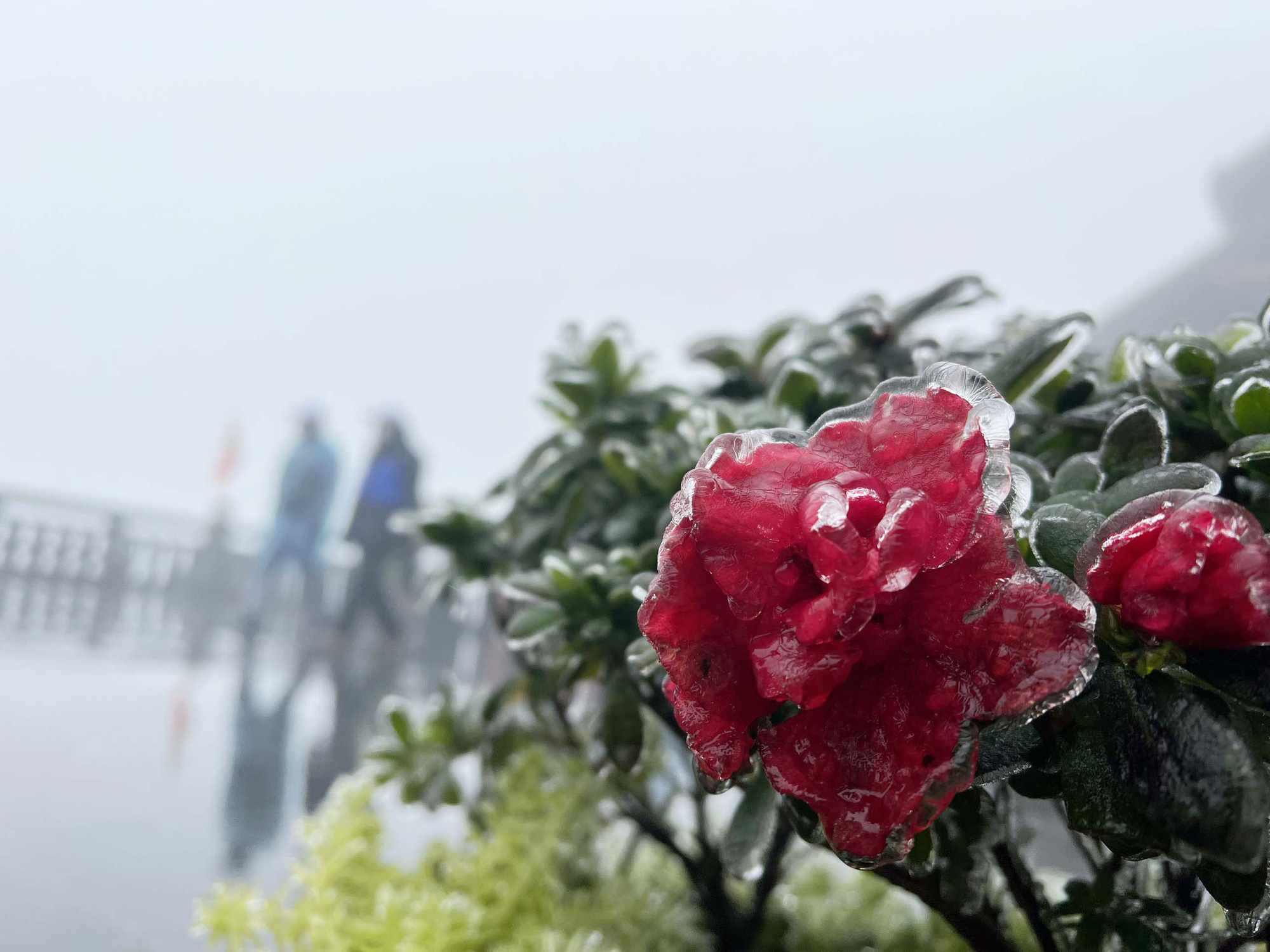 Đẹp ngỡ ngàng băng giá phủ trắng hoa Đỗ Quyên trên đỉnh Fansipan - Ảnh 2.