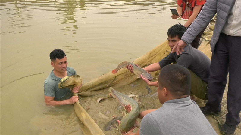 Nuôi loài cá đặc sản nhìn như cá nheo, ông nông dân Lào Cai kéo lưới lên bắt toàn con to, bán đắt tiền - Ảnh 4.