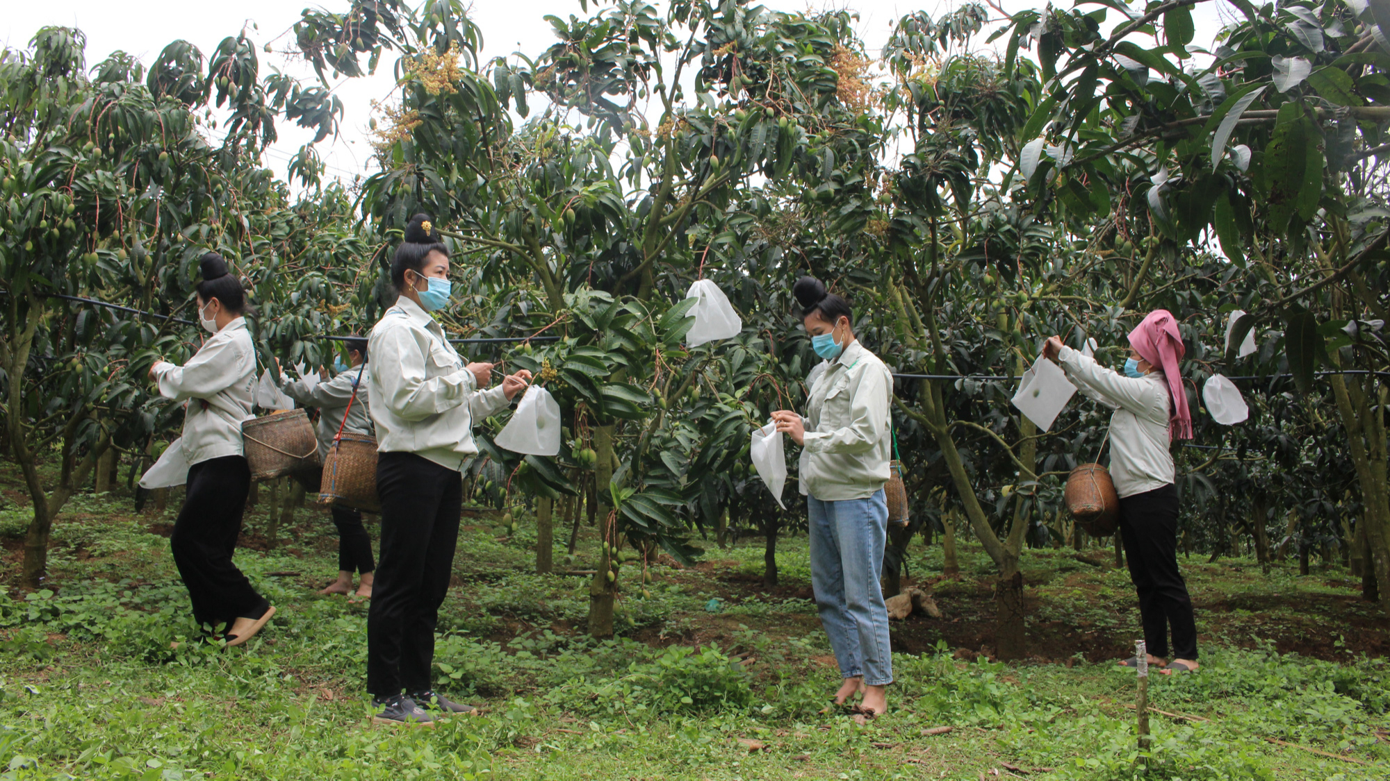 Nông dân Sơn La phấn đấu &quot;mặc áo&quot; 15 triệu trái cây - Ảnh 6.