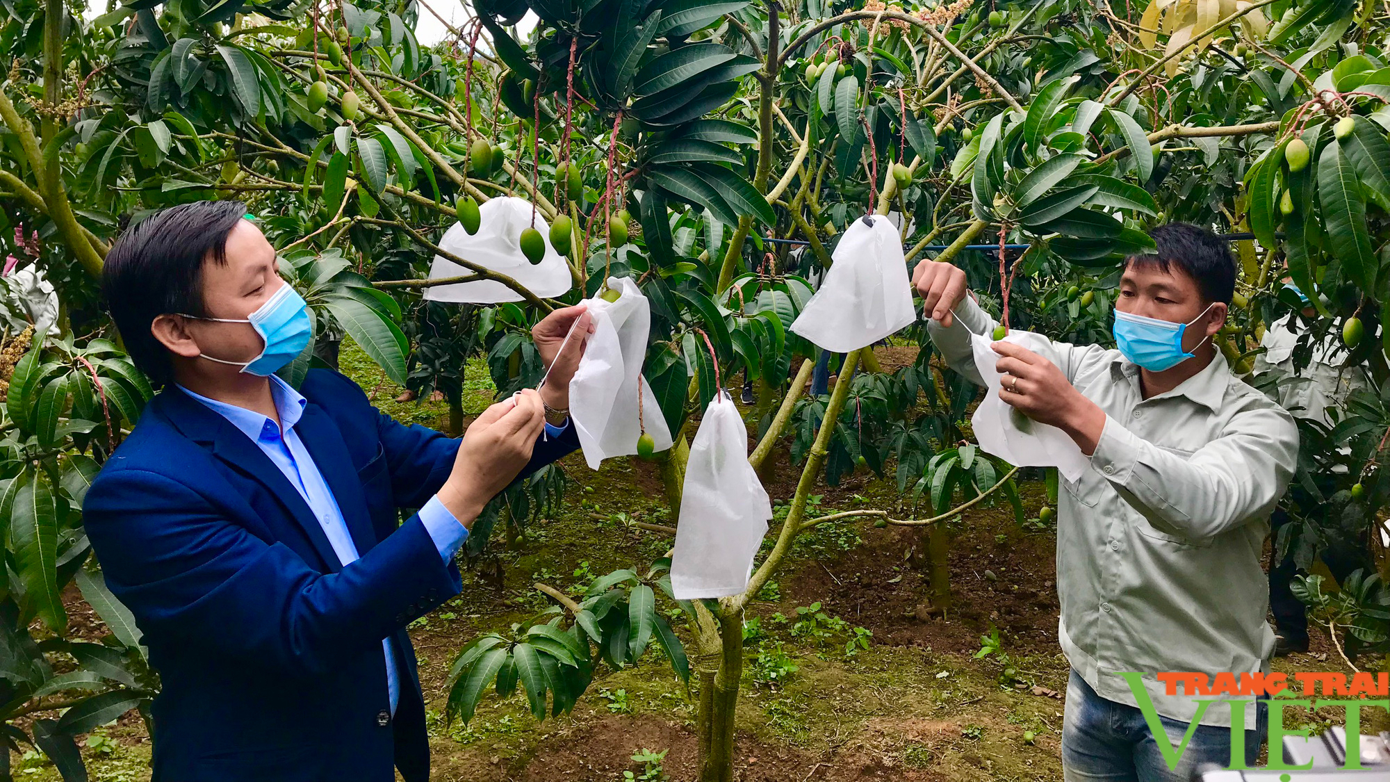 Sơn La: “Mặc áo” cho trái cây xuất ngoại - Ảnh 2.