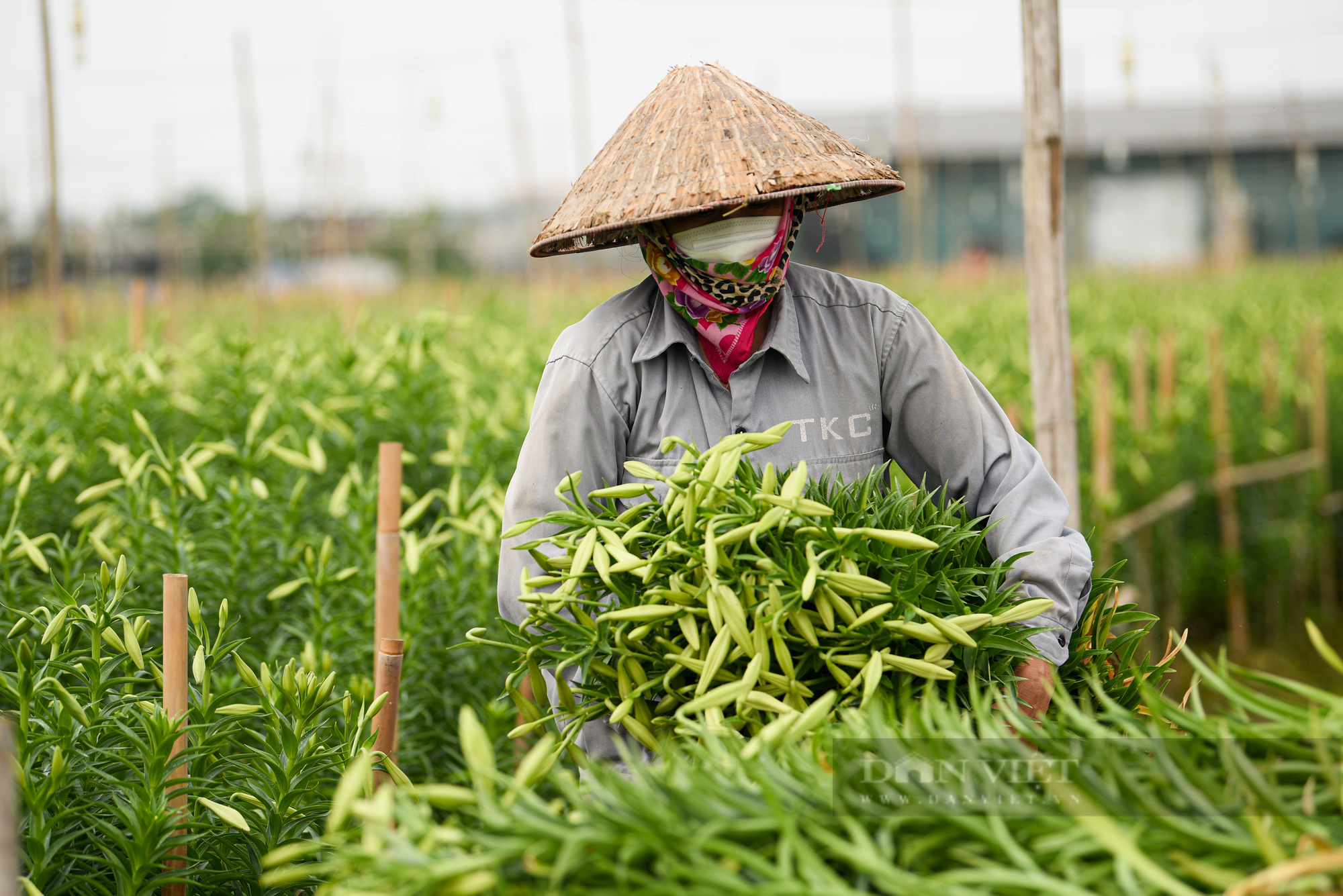 Hoa loa kèn nở sớm, người dân làng Tây Tựu tất bật thu hoạch mong bán được giá tốt - Ảnh 8.