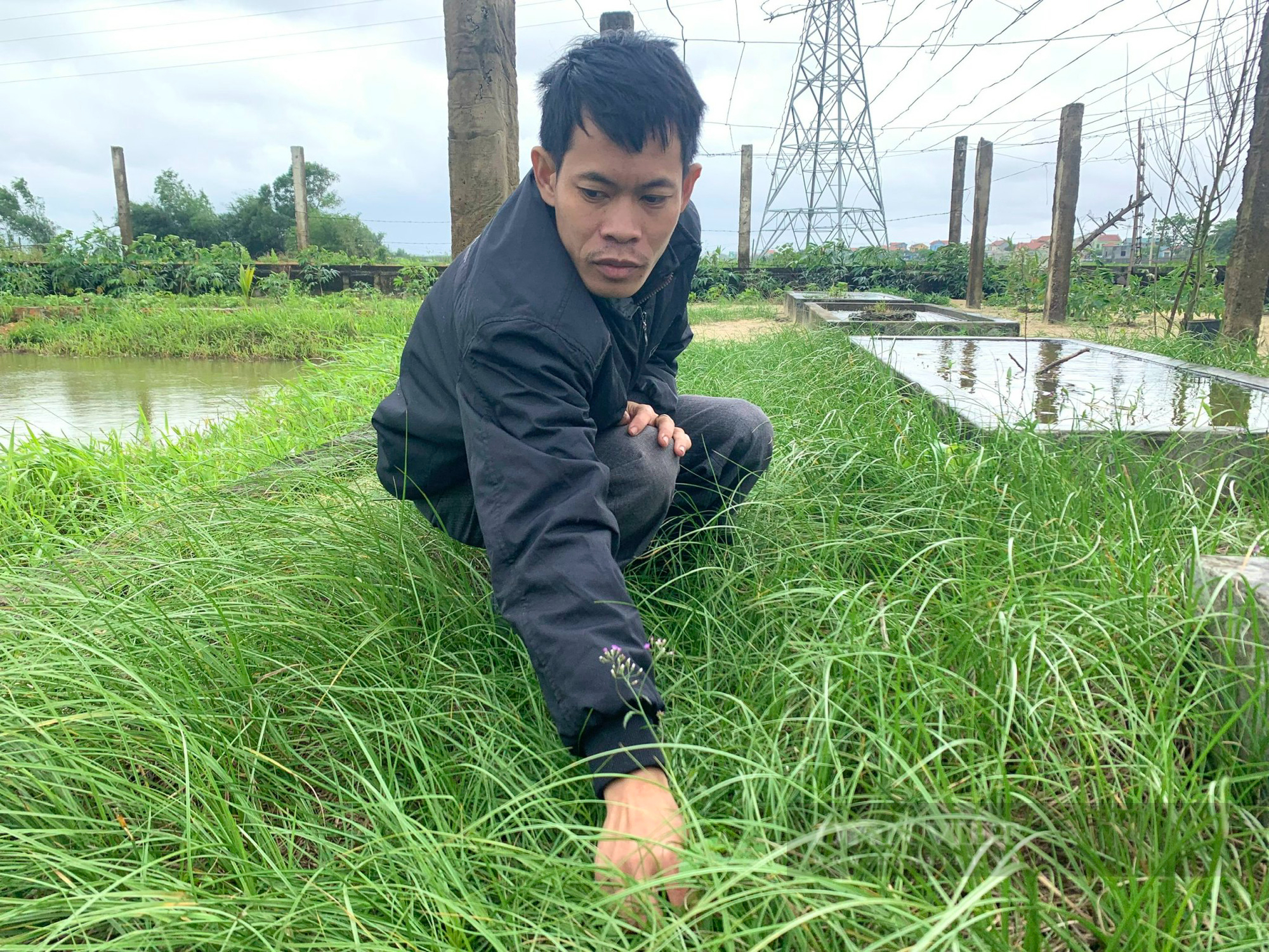 Quảng Bình: Chàng trai khuyết tật khấm khá nhờ trồng cỏ dại khiến cả làng ngỡ ngàng - Ảnh 2.