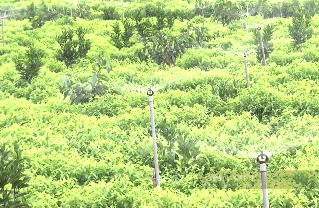 Rau ngót rừng ở Hà Nội giá 200000 đồngkg