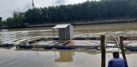 Nuôi dày đặc loài cá màu hồng trên sông, nông dân Hậu Giang bắt lên cả chục tấn, ai ngó xem cũng trầm trồ - Ảnh 1.