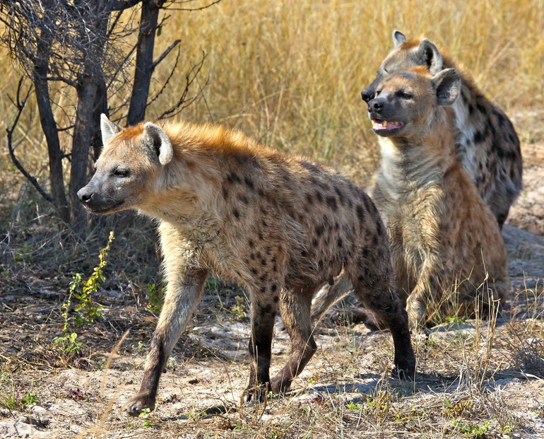 The hyenas teamed up to “overthrow” the brutal leader