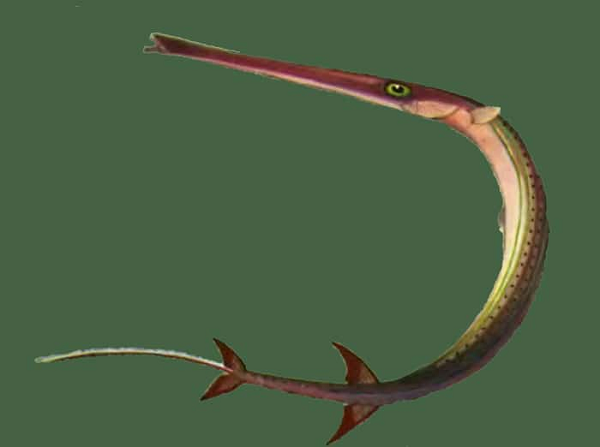 Nữ cần thủ sốc nặng khi kéo lên con cá &quot;quái vật&quot; cá miệng dài ngoẵng, là đặc sản vô cùng quý hiếm - Ảnh 11.