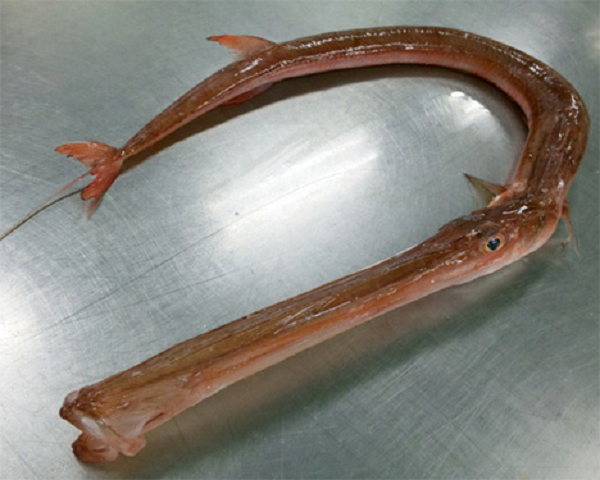 Nữ cần thủ sốc nặng khi kéo lên con cá &quot;quái vật&quot; cá miệng dài ngoẵng, là đặc sản vô cùng quý hiếm - Ảnh 5.