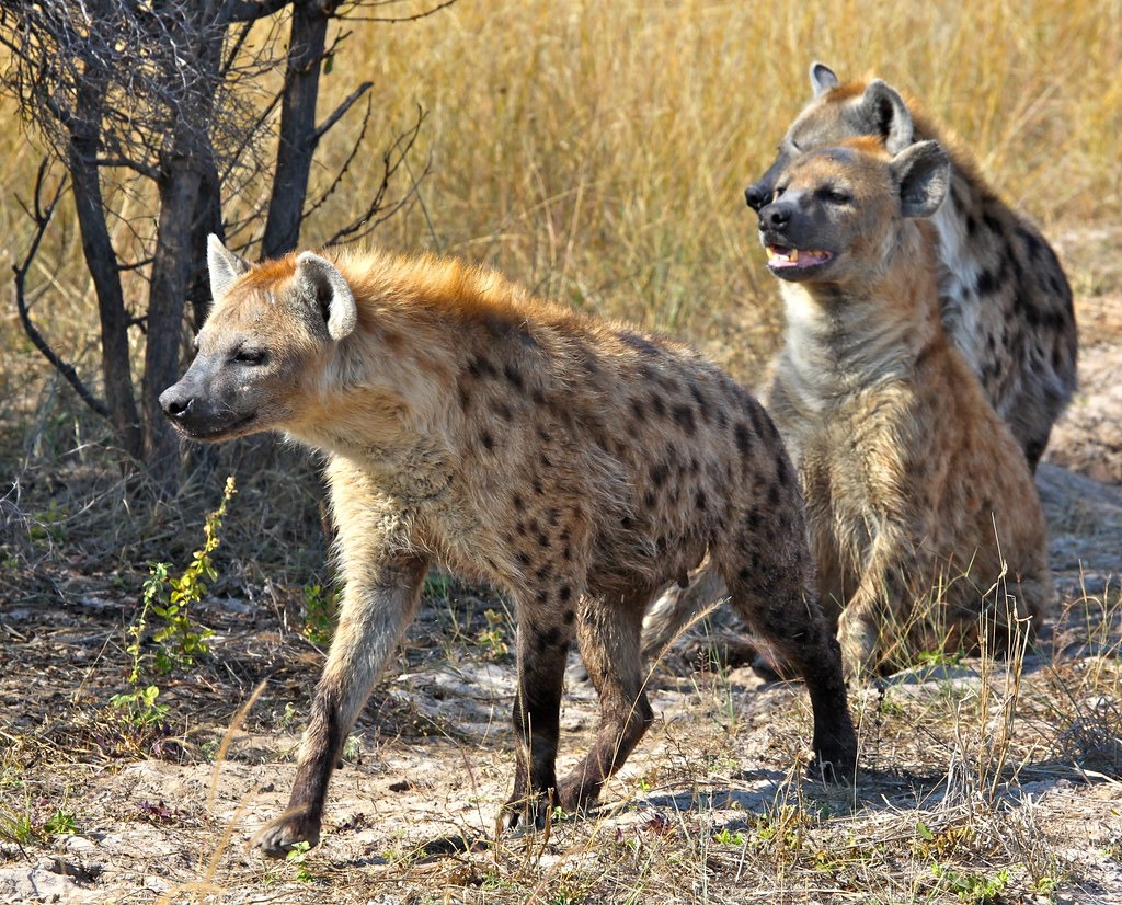 The hyenas join forces to 