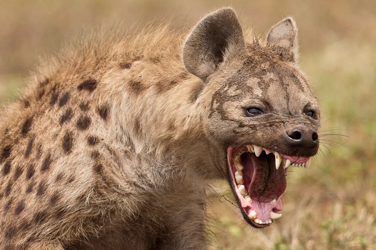 The hyenas join forces to 
