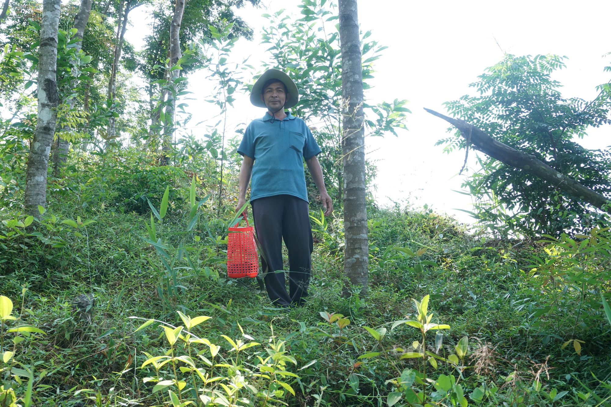 Chuyện lạ Quảng Nam: Vườn trồng toàn cây gỗ quý, ông nông dân chỉ hái nấm mà thu lãi nửa tỷ đồng - Ảnh 1.