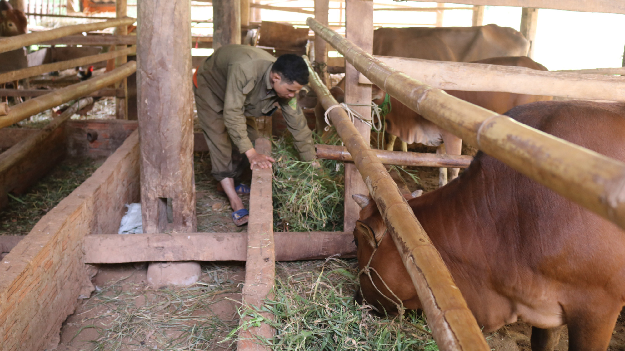 Nông thôn tây Bắc: Phát triển chăn nuôi đàn đại gia súc tập trung - Ảnh 3.