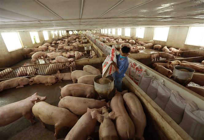 Giá cao kỷ lục làm thịt nhập đắt đỏ, lợn hơi trong nước tiến sát mốc 60.000 đồng/kg - Ảnh 2.