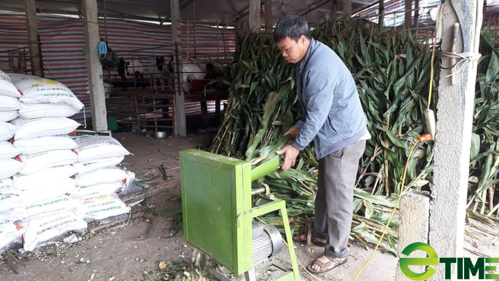 Phú Bình – Thái Nguyên: Xây dựng vùng sản xuất ngô sinh khối quy mô 1.000ha - Ảnh 2.