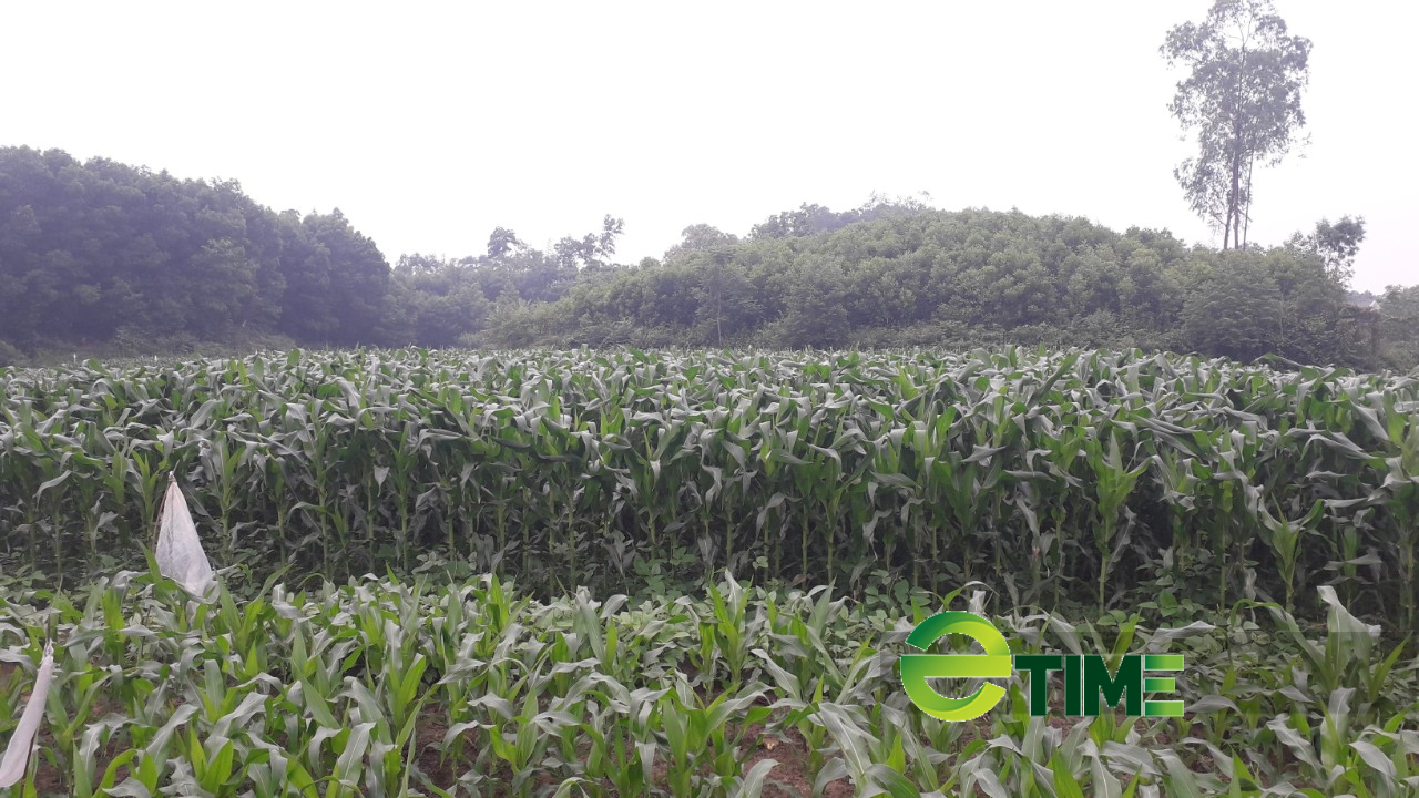 Phú Bình – Thái Nguyên: Xây dựng vùng sản xuất ngô sinh khối quy mô 1.000ha - Ảnh 1.