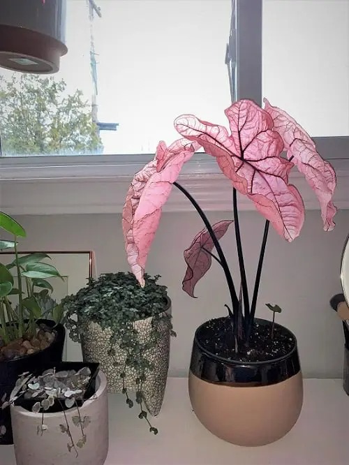 Make your heart out with 20 beautiful pink-leaf ornamental plants, many of which you have never known - Photo 1.