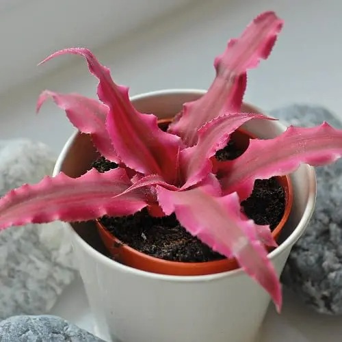 Make your heart flutter with 20 beautiful pink-leaf ornamental plants, many of which you have never known - Photo 6.