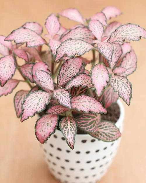 Make your heart out with 20 beautiful pink-leaf ornamental plants, many of which you have never known - Photo 7.