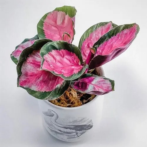 Make your heart out with 20 beautiful pink-leaf ornamental plants, many of which you have never known - Photo 9.