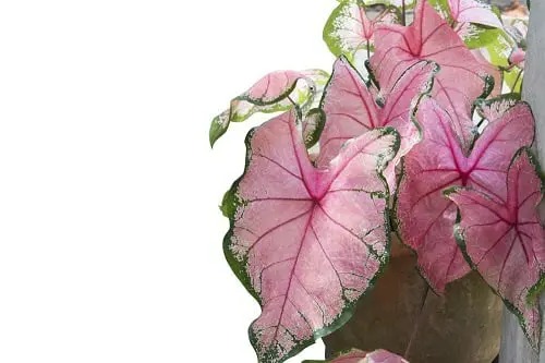 Make your heart out with 20 beautiful pink-leaf ornamental plants, many of which you have never known - Photo 10.