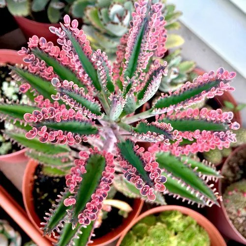 Make your heart out with 20 beautiful pink-leaf ornamental plants, many of which you have never known - Photo 13.