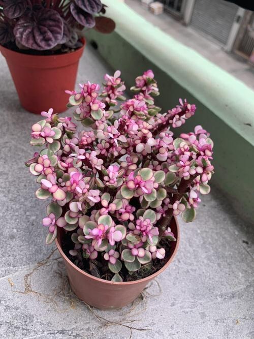 Make your heart out with 20 beautiful pink-leaf ornamental plants, many of which you have never known - Photo 19.