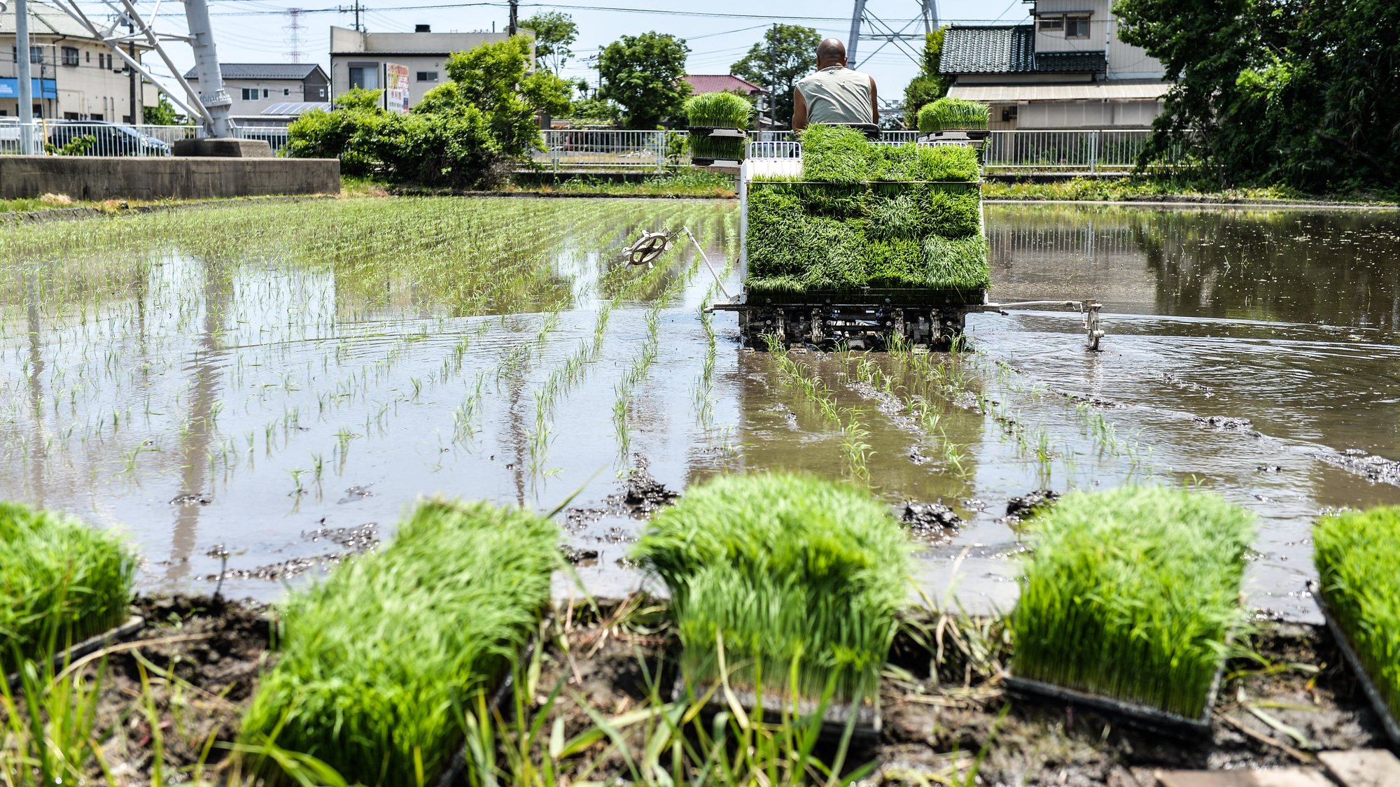 Một nông dân trồng lúa ở tỉnh Saitama của Nhật Bản. Akio Shibata, chủ tịch Viện Nghiên cứu Tài nguyên Thiên nhiên ở Nhật Bản nói: &quot;Ở châu Á, gạo là một mặt hàng quan trọng - sự thiếu hụt có thể dẫn đến rối loạn tàn khốc. Ảnh: @Wataru Ito.
