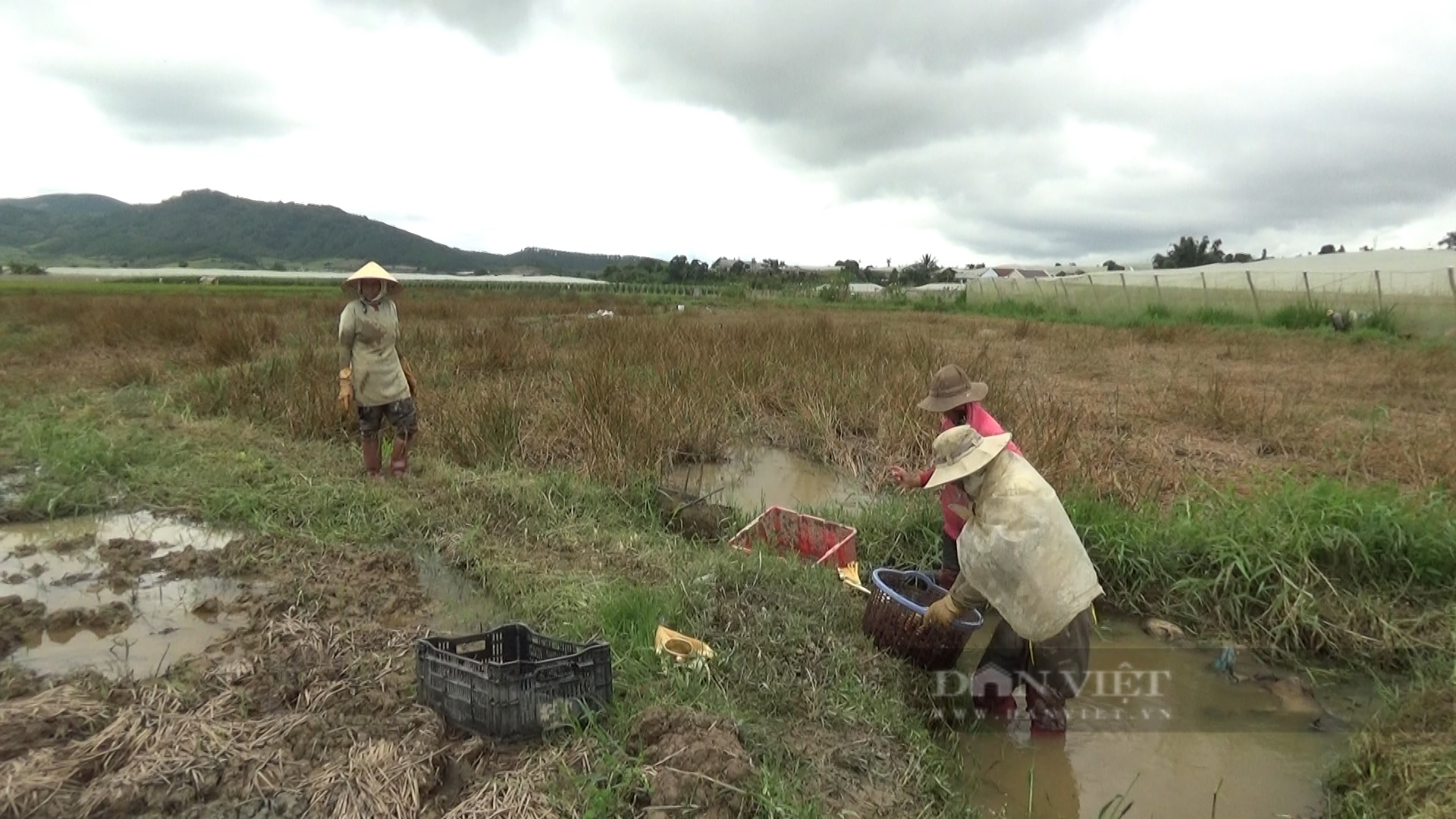 Ở huyện nông thôn mới, người Churu trồng củ năng thu được 30 tấn/ha, bán giá cao, lời 150 triệu - Ảnh 3.