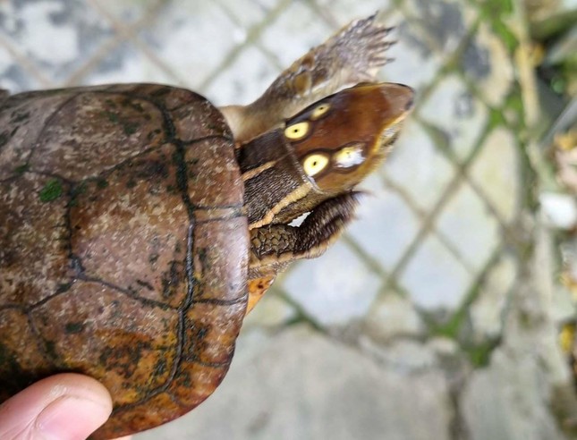 Những cá thể rùa “lơ ngơ” đi lạc vào nhà dân: Toàn loài rùa đã độc còn dị! - Ảnh 1.
