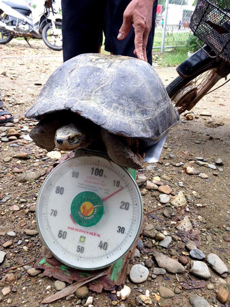 Những cá thể rùa “lơ ngơ” đi lạc vào nhà dân: Toàn loài rùa đã độc còn dị! - Ảnh 10.
