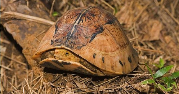 Những cá thể rùa “lơ ngơ” đi lạc vào nhà dân: Toàn loài rùa đã độc còn dị! - Ảnh 5.