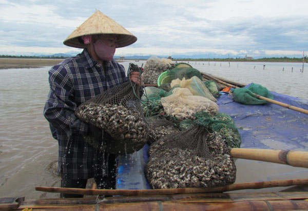 Tổng Cục trưởng Tổng cục Thuỷ sản: Đất nuôi ngao, hàu rất &quot;nóng&quot;, không khác đất thành phố - Ảnh 2.