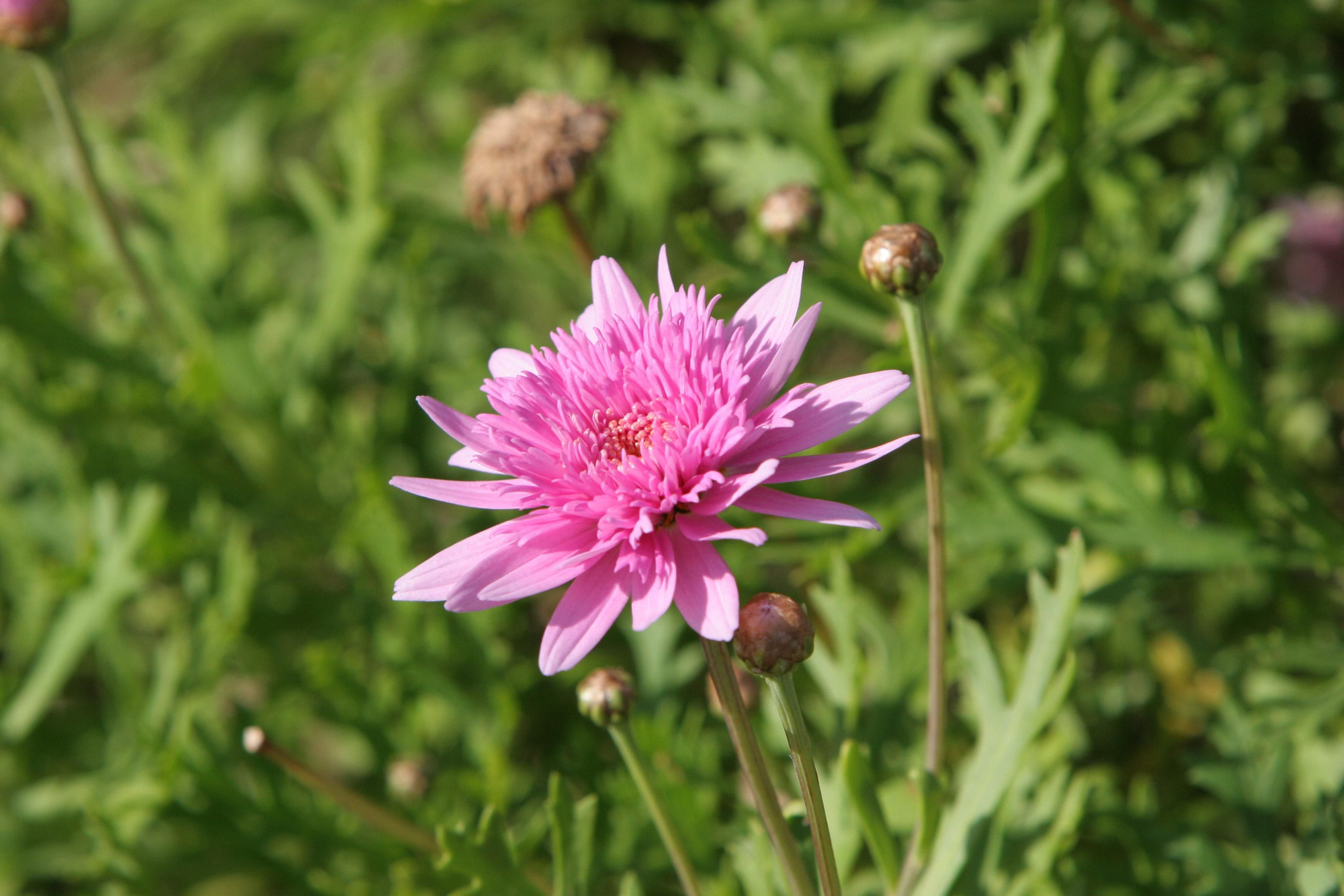 At the end of the third lunar month, the 3 zodiac signs of luck increase, the money counts for fatigue - Photo 3.