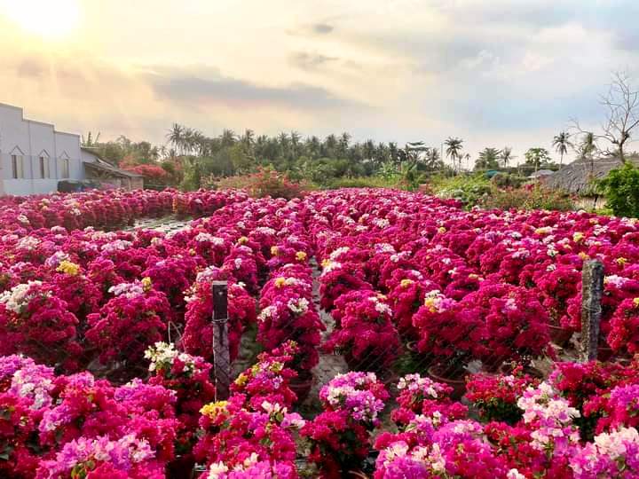 Cả làng ở Bến Tre trồng thứ cây cảnh ra hoa lóa cả mắt, vườn đẹp như phim, nhà nào trồng là khá giả - Ảnh 1.