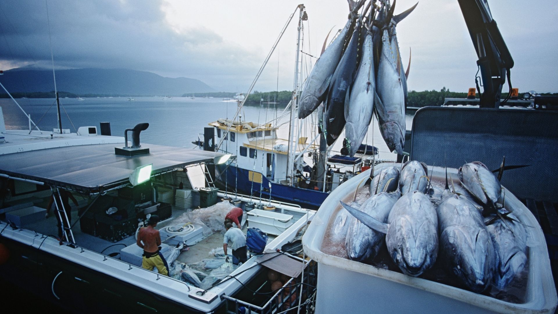 Xuất khẩu cá ngừ trong quý I/2022 lập kỷ lục trong 5 năm - Ảnh 1.