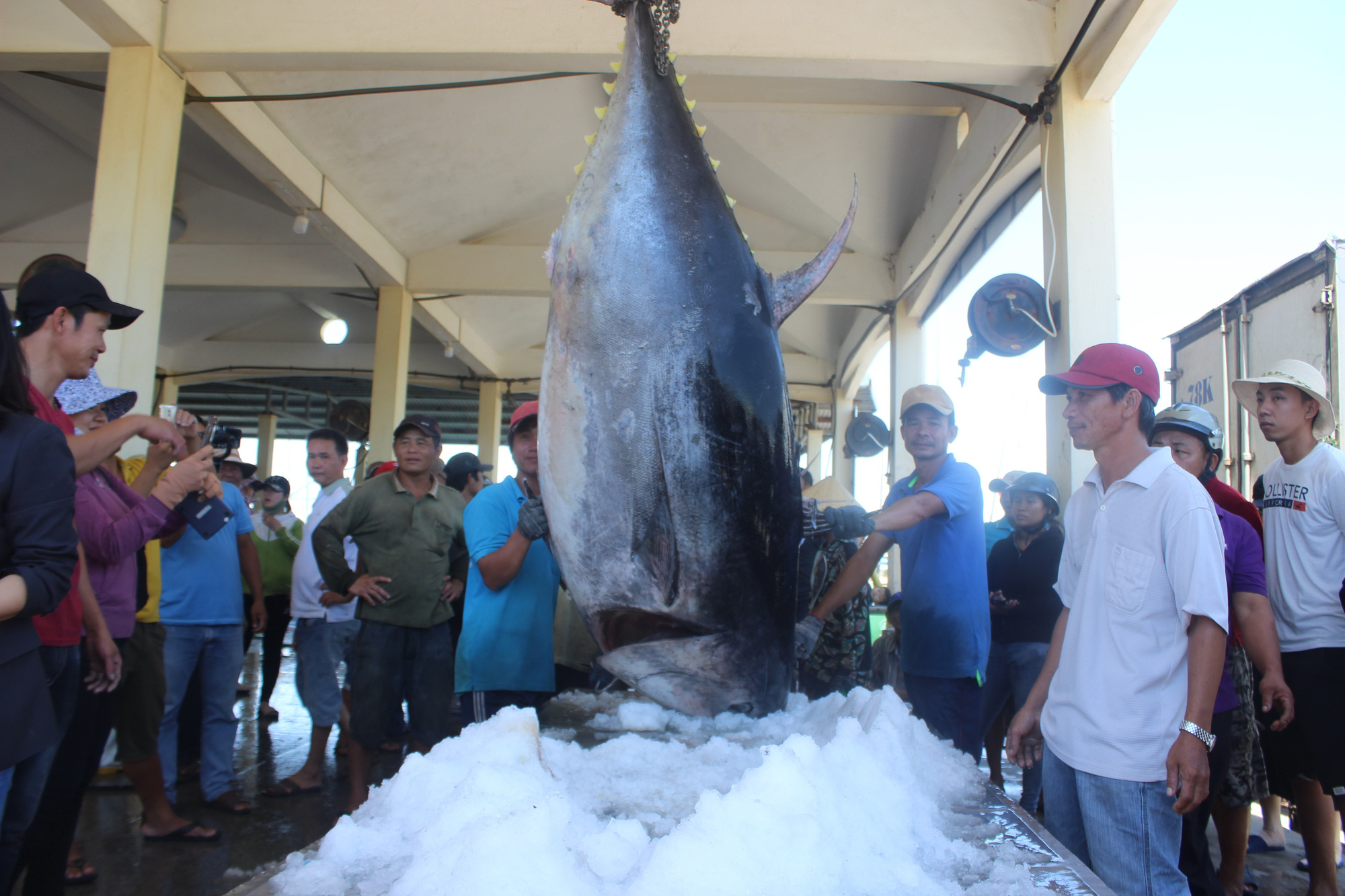 Mỹ và nhóm CPTPP tăng tốc chốt đơn mua 1 loài cá khổng lồ, Việt Nam thu hàng trăm triệu USD - Ảnh 1.