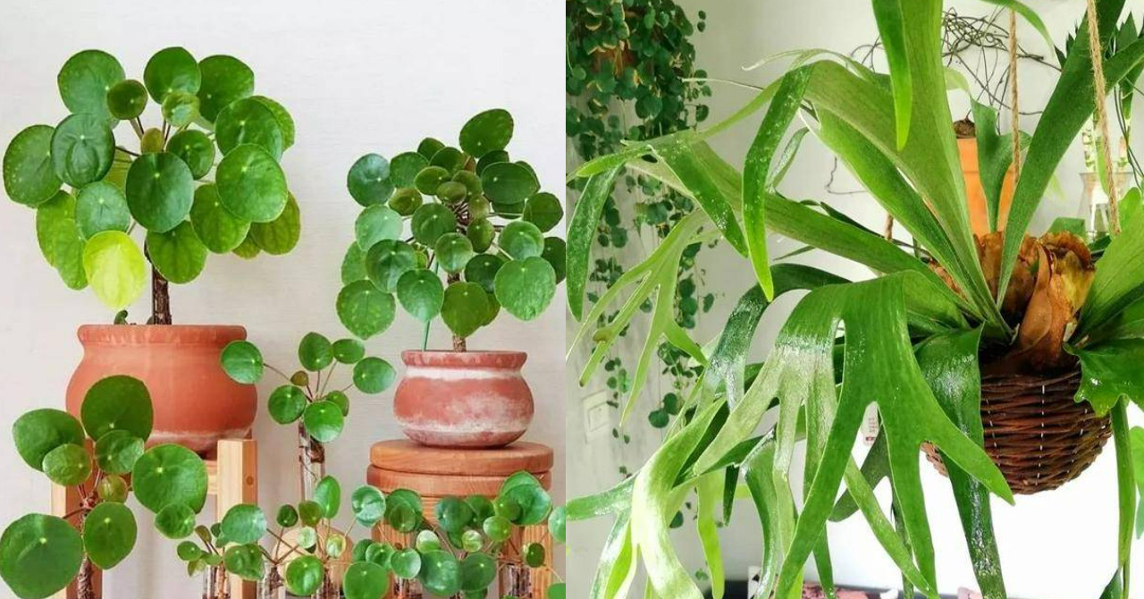 6 ornamental plants are afraid to “look at the sky”, live in the house like a fish in water, the shape of the leaves is very beautiful