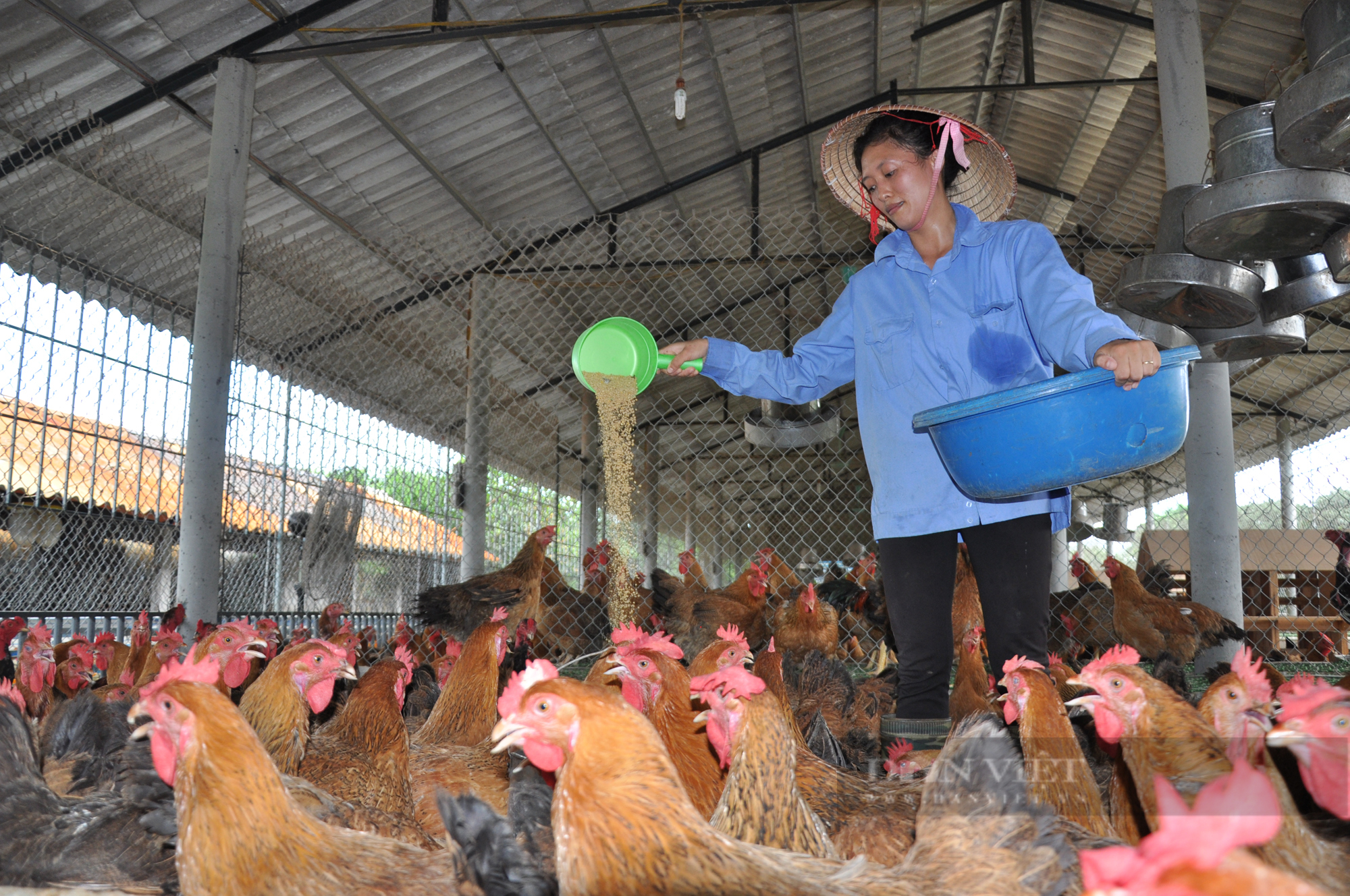 Hội Chăn nuôi Việt Nam kiến nghị Thủ tướng sắp xếp lại tổ chức ngành chăn nuôi thú y - Ảnh 2.