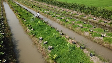 Đang hưởng lương cao, trai trẻ Vĩnh Long bỏ phố về quê &quot;liều&quot; trồng bưởi lạ, trái to đùng, cả làng mê tít - Ảnh 1.