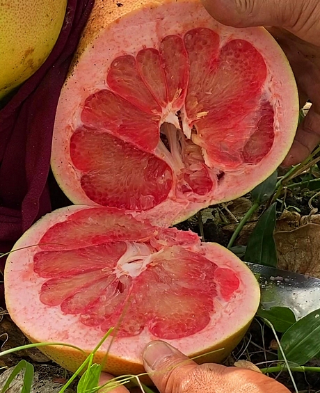 Đang hưởng lương cao, trai trẻ Vĩnh Long bỏ phố về quê &quot;liều&quot; trồng bưởi lạ, trái to đùng, cả làng mê tít - Ảnh 3.