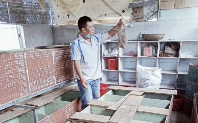 Tranh thủ nuôi loài thú đang hot này, anh trai làng ở Phú Yên bán làm thịt đặc sản giá 600.000 đồng/kg