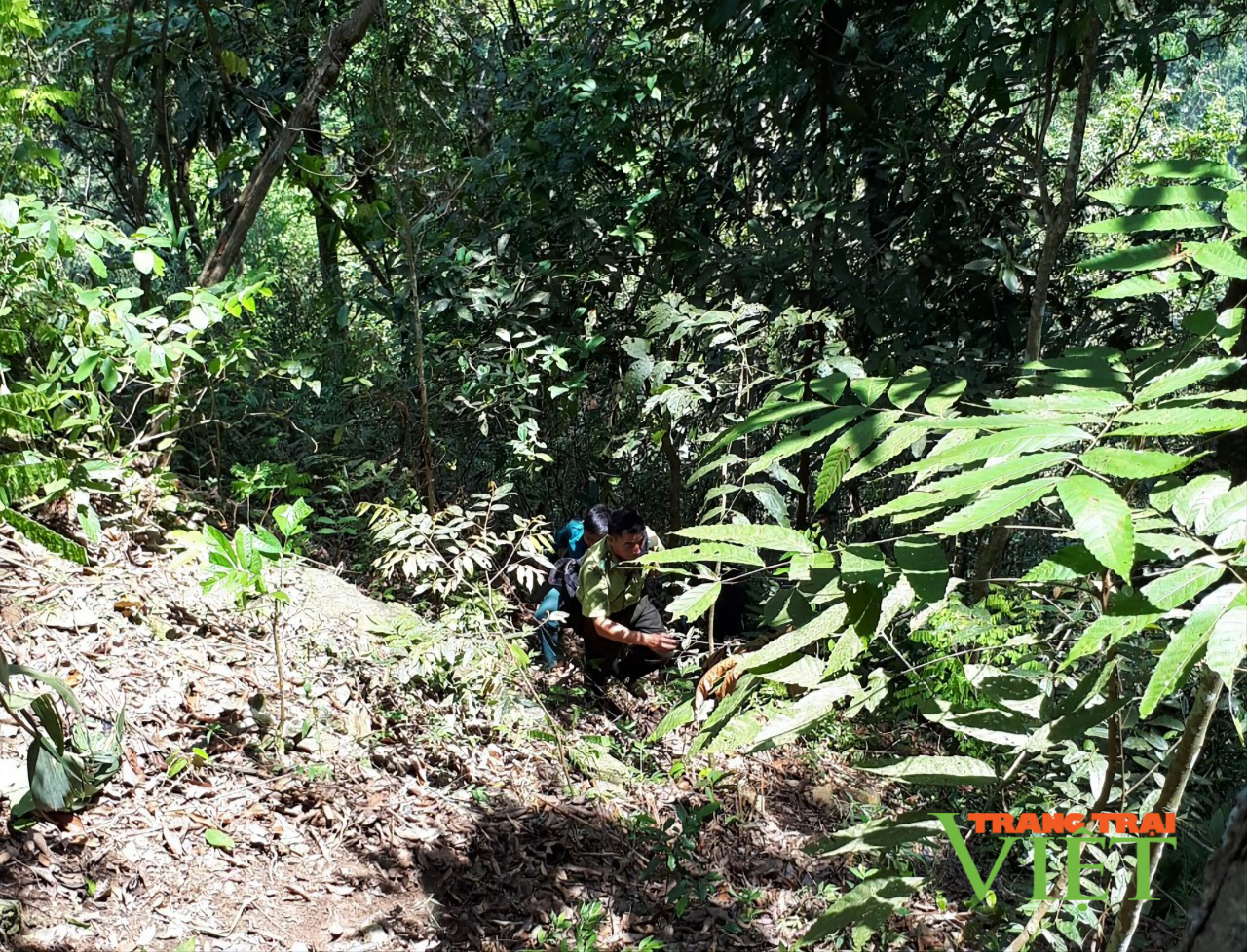 Hạt Kiểm lâm Nậm Nhùn: Làm tốt công tác bảo vệ rừng và PCCCR - Ảnh 1.